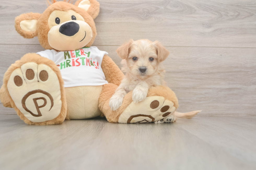 5 week old Maltipoo Puppy For Sale - Windy City Pups