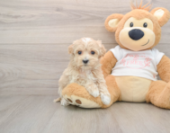 8 week old Maltipoo Puppy For Sale - Windy City Pups