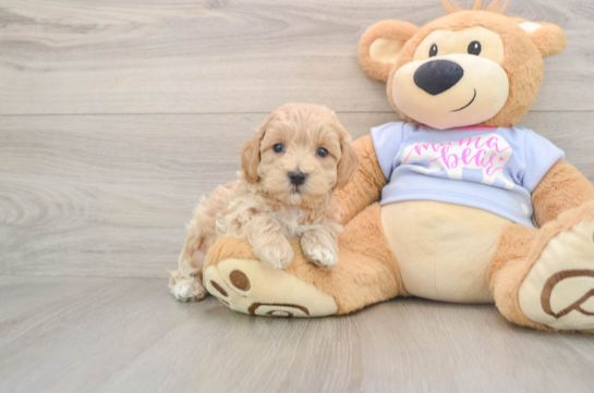 Playful Multipoo Poodle Mix Puppy