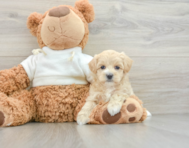 8 week old Maltipoo Puppy For Sale - Windy City Pups