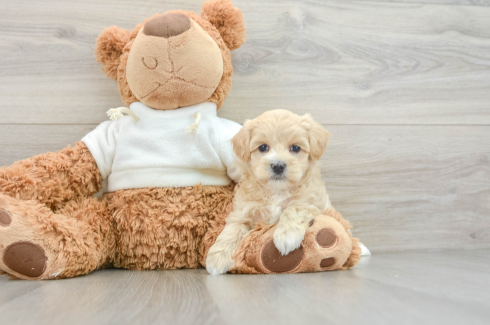 8 week old Maltipoo Puppy For Sale - Windy City Pups