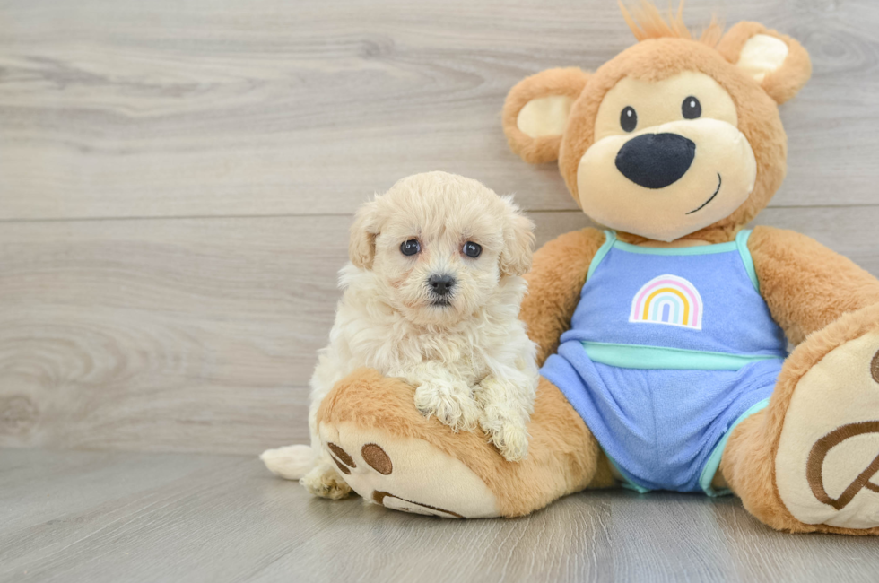 6 week old Maltipoo Puppy For Sale - Windy City Pups