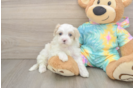 Sweet Maltipoo Baby