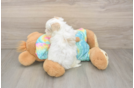 Best Maltipoo Baby