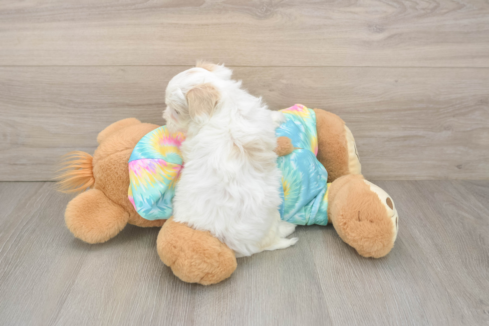 Best Maltipoo Baby
