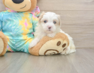 7 week old Maltipoo Puppy For Sale - Windy City Pups