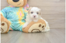 Happy Maltipoo Baby