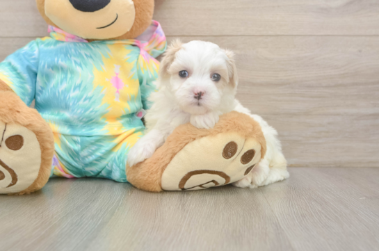 Happy Maltipoo Baby