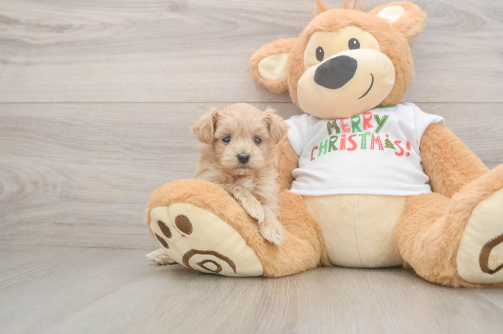 5 week old Maltipoo Puppy For Sale - Windy City Pups