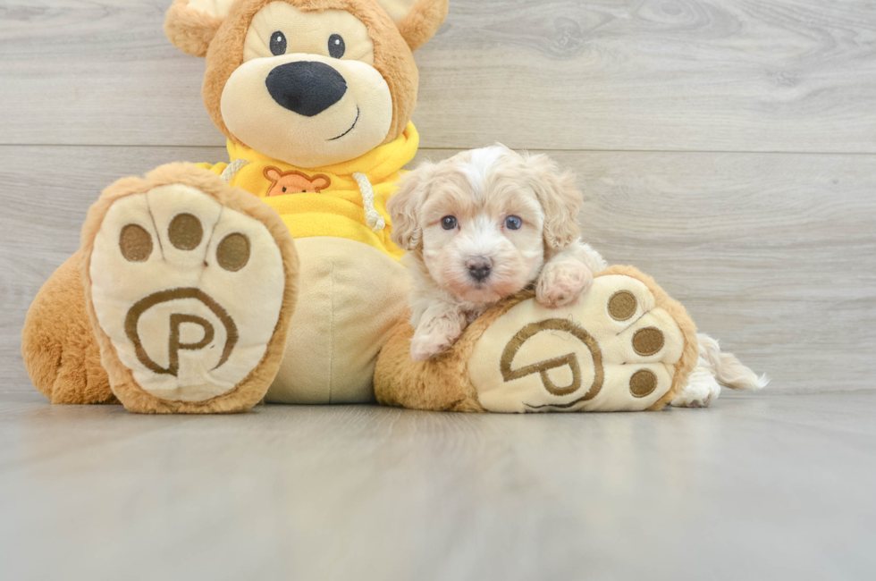 7 week old Maltipoo Puppy For Sale - Windy City Pups