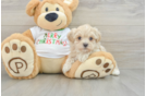 Friendly Maltipoo Baby