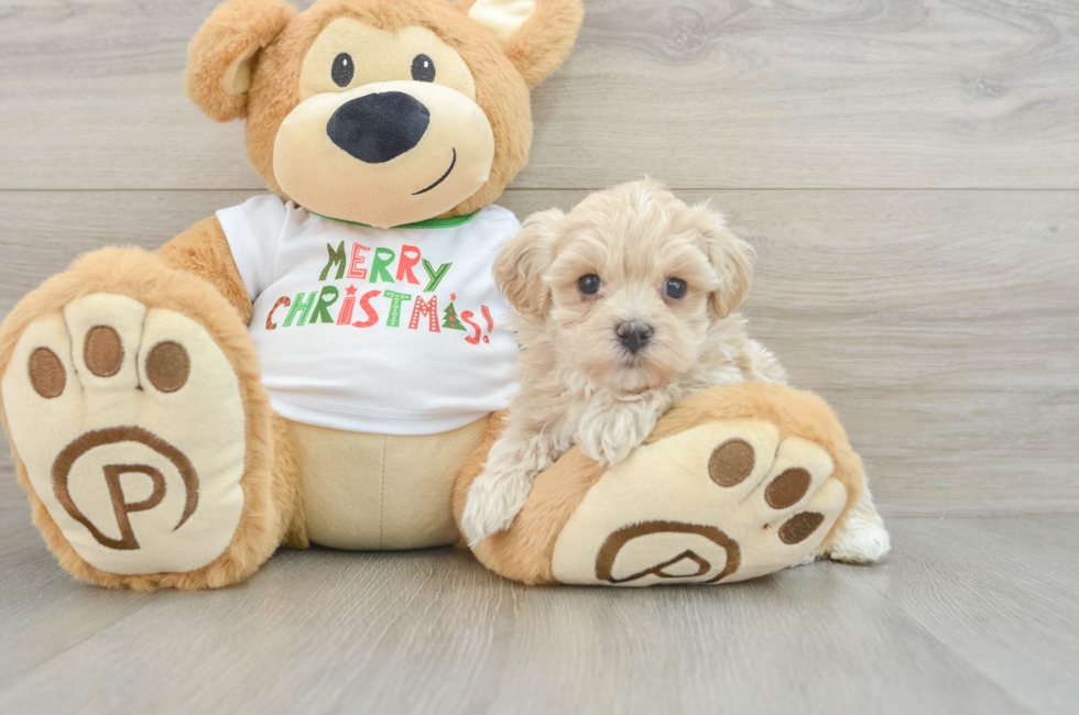 6 week old Maltipoo Puppy For Sale - Windy City Pups