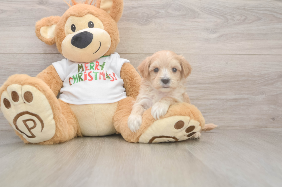 5 week old Maltipoo Puppy For Sale - Windy City Pups