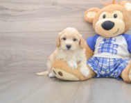 8 week old Maltipoo Puppy For Sale - Windy City Pups