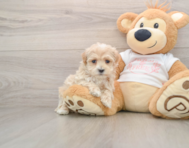 8 week old Maltipoo Puppy For Sale - Windy City Pups