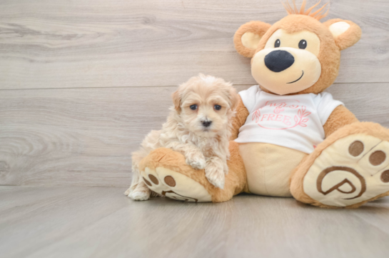 Small Maltipoo Baby