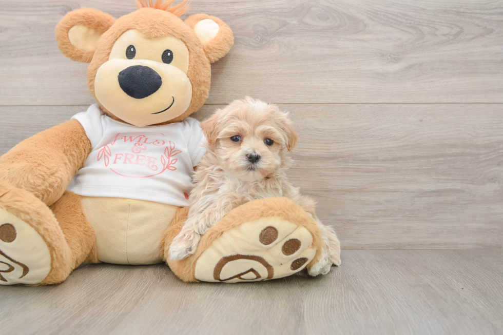 Maltipoo Pup Being Cute
