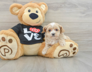 8 week old Maltipoo Puppy For Sale - Windy City Pups