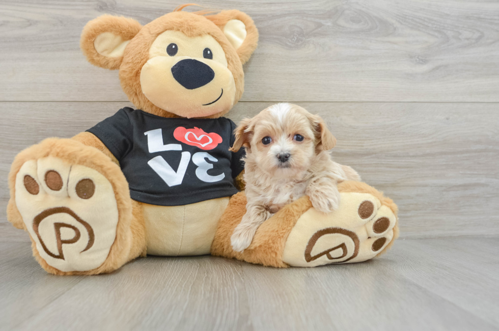 8 week old Maltipoo Puppy For Sale - Windy City Pups