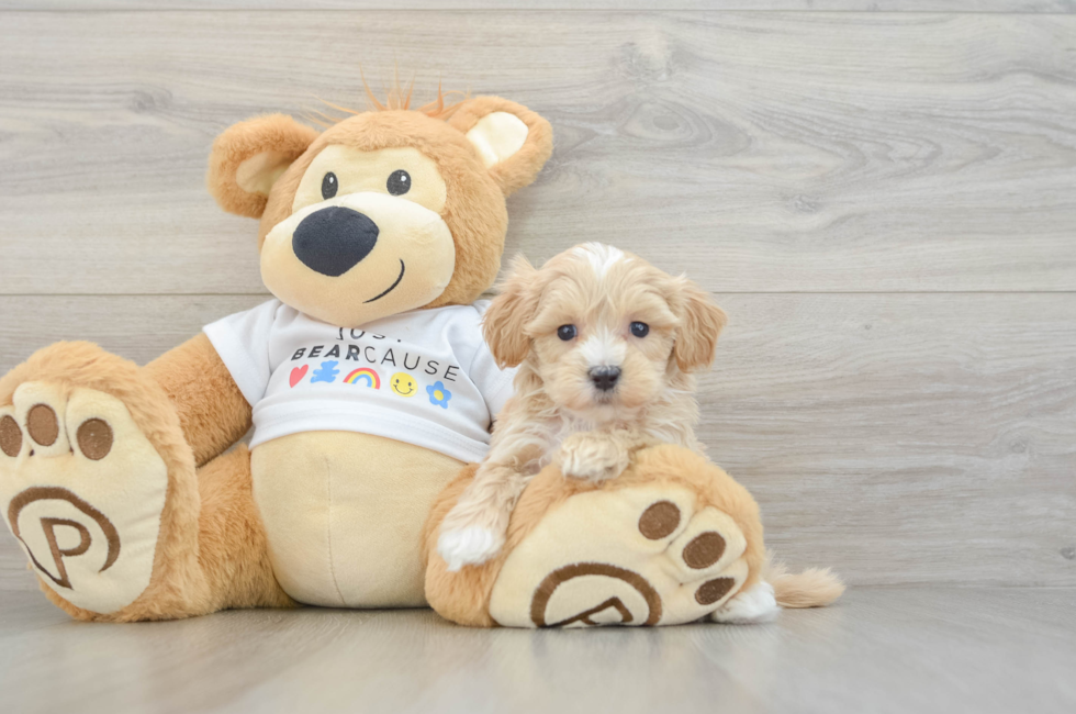 7 week old Maltipoo Puppy For Sale - Windy City Pups