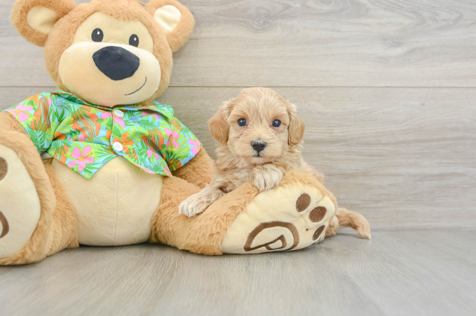 5 week old Maltipoo Puppy For Sale - Windy City Pups