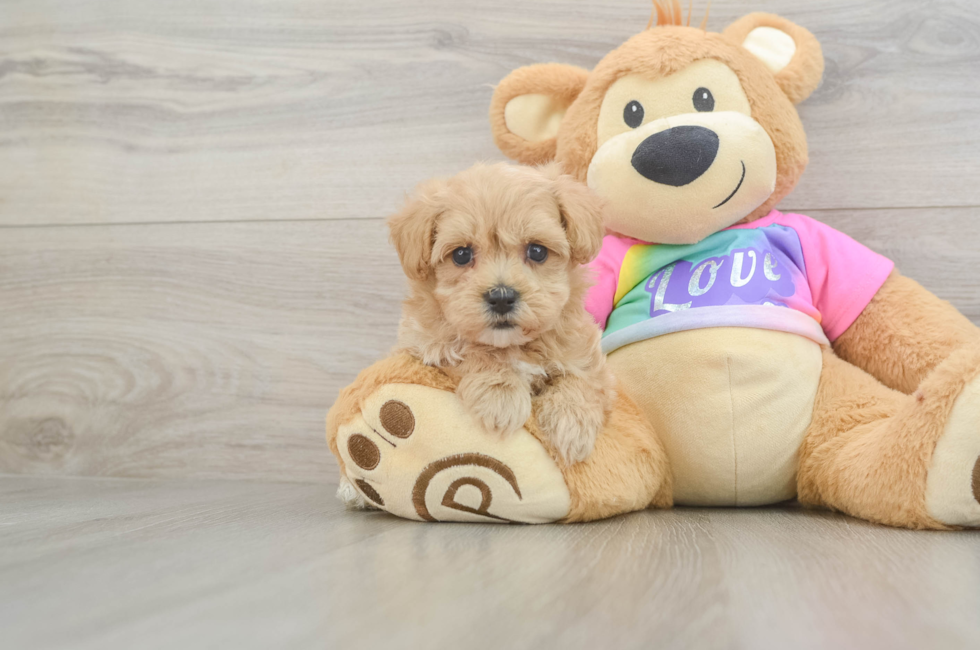 5 week old Maltipoo Puppy For Sale - Windy City Pups