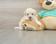 8 week old Maltipoo Puppy For Sale - Windy City Pups