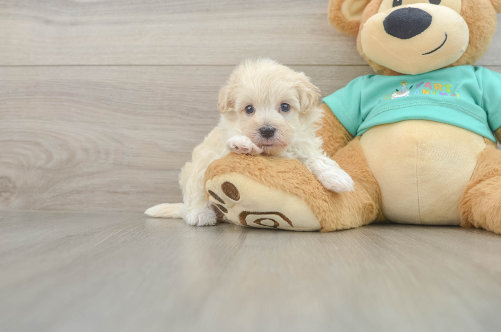 6 week old Maltipoo Puppy For Sale - Windy City Pups