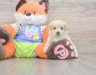 9 week old Maltipoo Puppy For Sale - Windy City Pups