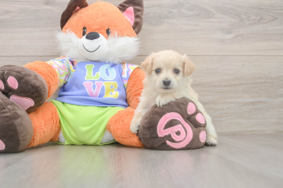 9 week old Maltipoo Puppy For Sale - Windy City Pups