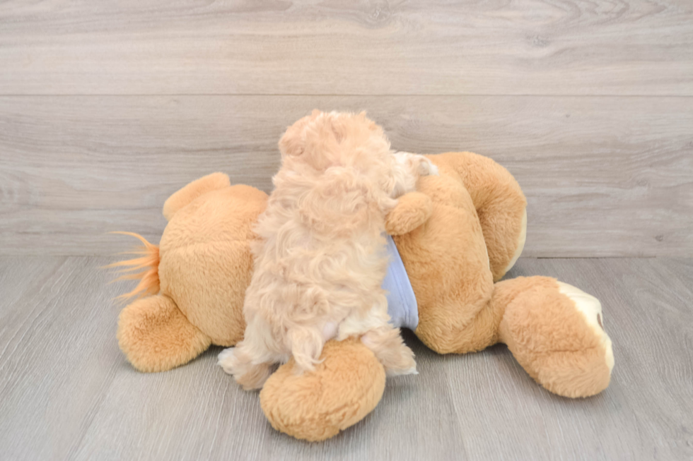 Petite Maltipoo Poodle Mix Pup