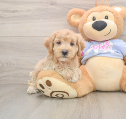 7 week old Maltipoo Puppy For Sale - Windy City Pups