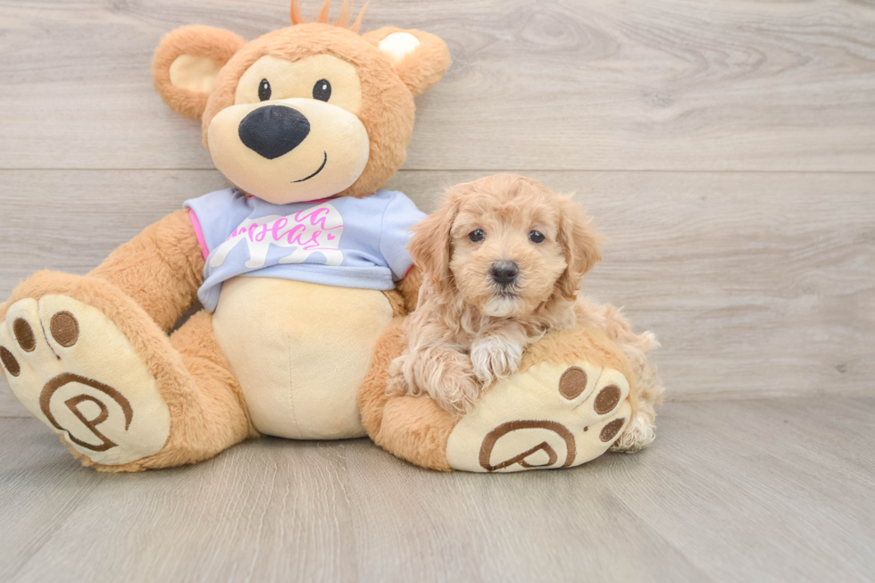 Best Maltipoo Baby
