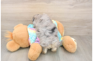 Maltipoo Puppy for Adoption