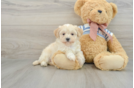 Adorable Maltepoo Poodle Mix Puppy