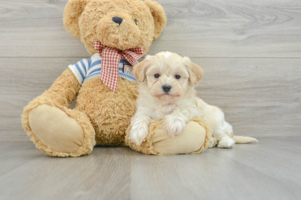 8 week old Maltipoo Puppy For Sale - Windy City Pups