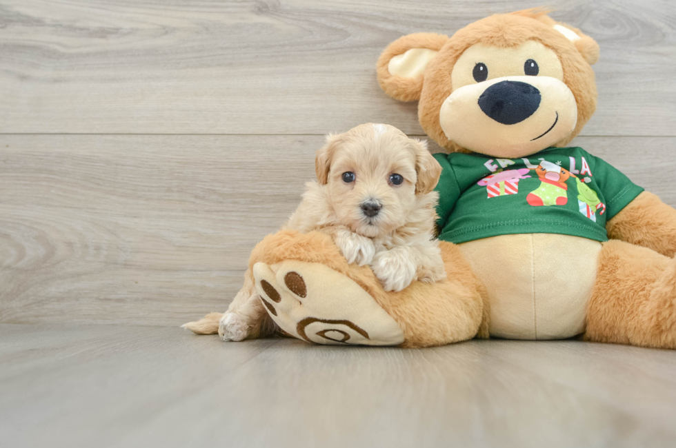 5 week old Maltipoo Puppy For Sale - Windy City Pups