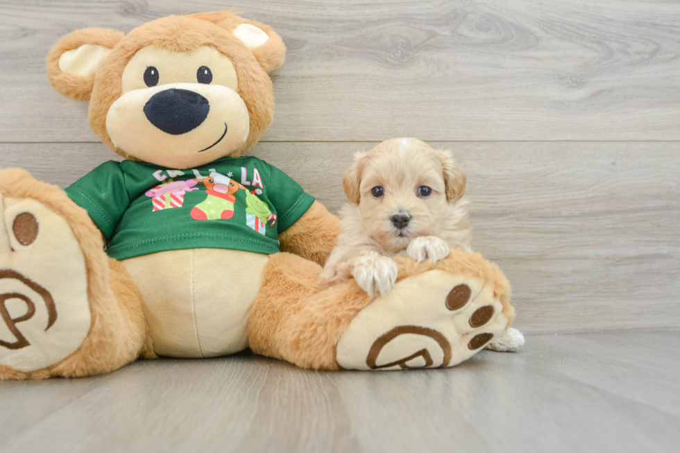 Smart Maltipoo Poodle Mix Pup