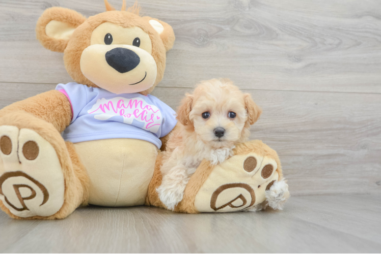 Maltipoo Pup Being Cute