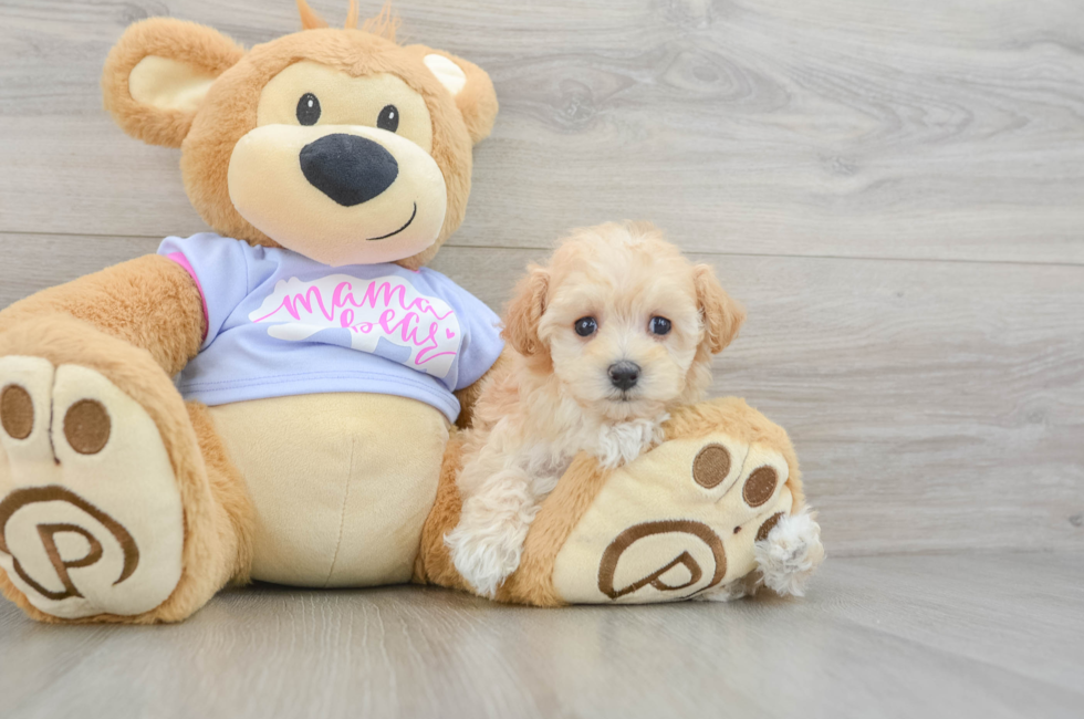 7 week old Maltipoo Puppy For Sale - Windy City Pups