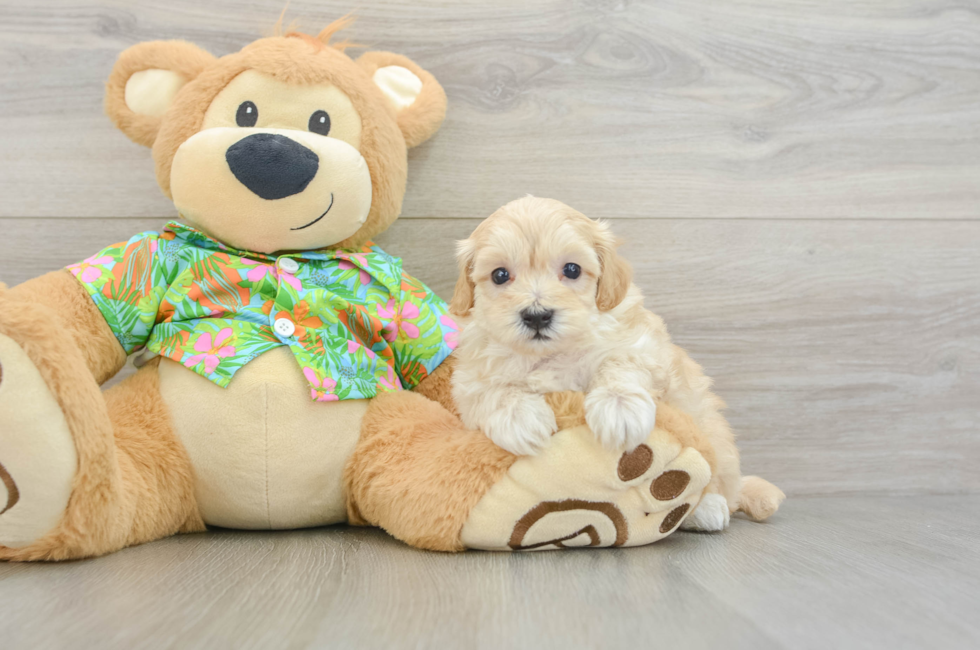 5 week old Maltipoo Puppy For Sale - Windy City Pups