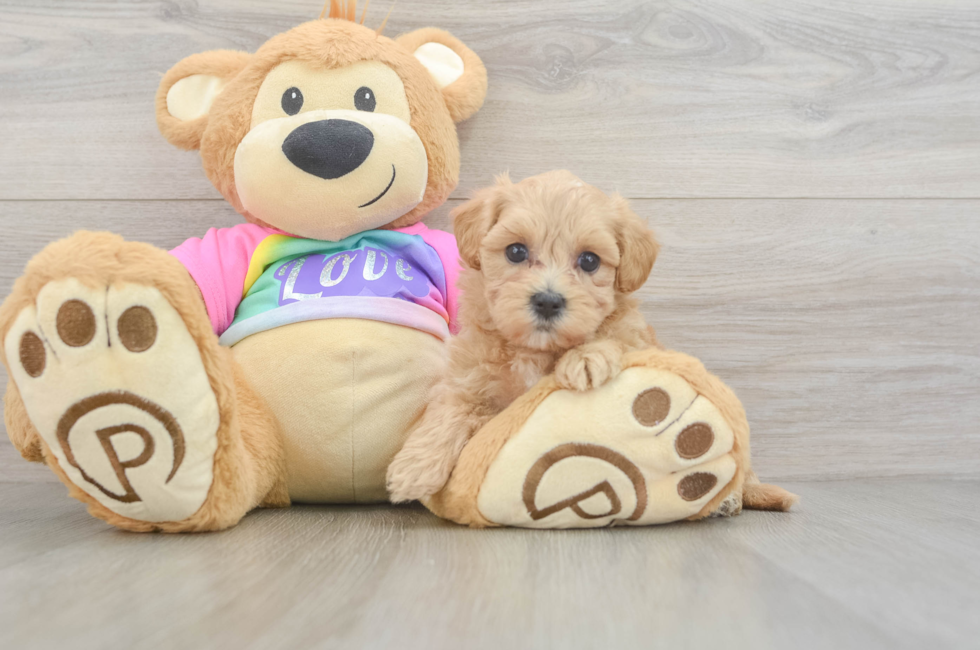 5 week old Maltipoo Puppy For Sale - Windy City Pups