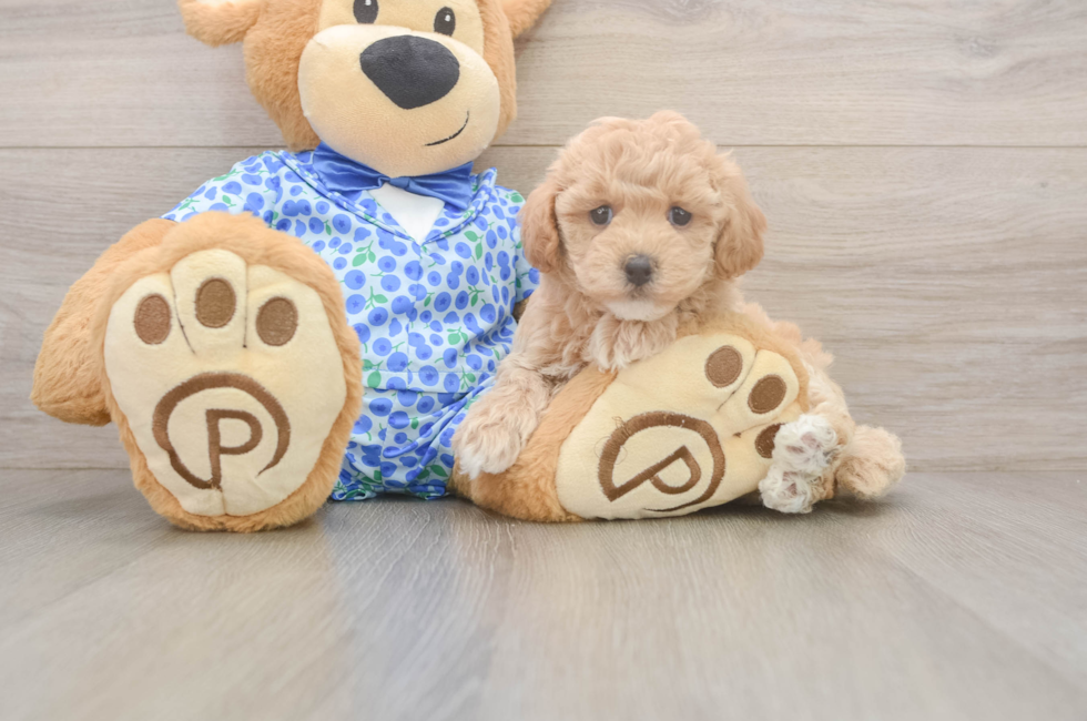 7 week old Maltipoo Puppy For Sale - Windy City Pups