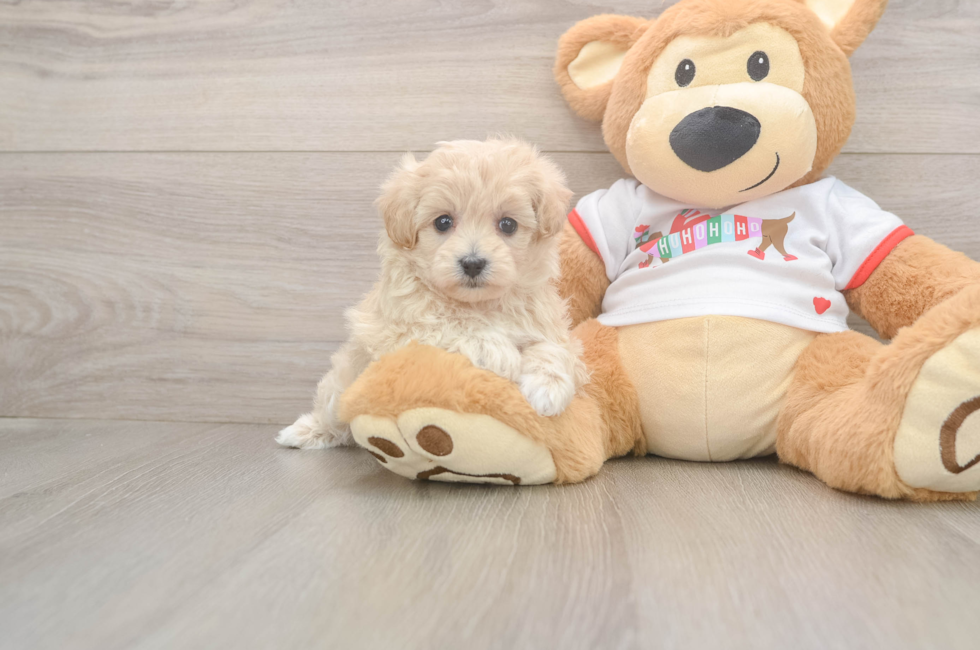 7 week old Maltipoo Puppy For Sale - Windy City Pups