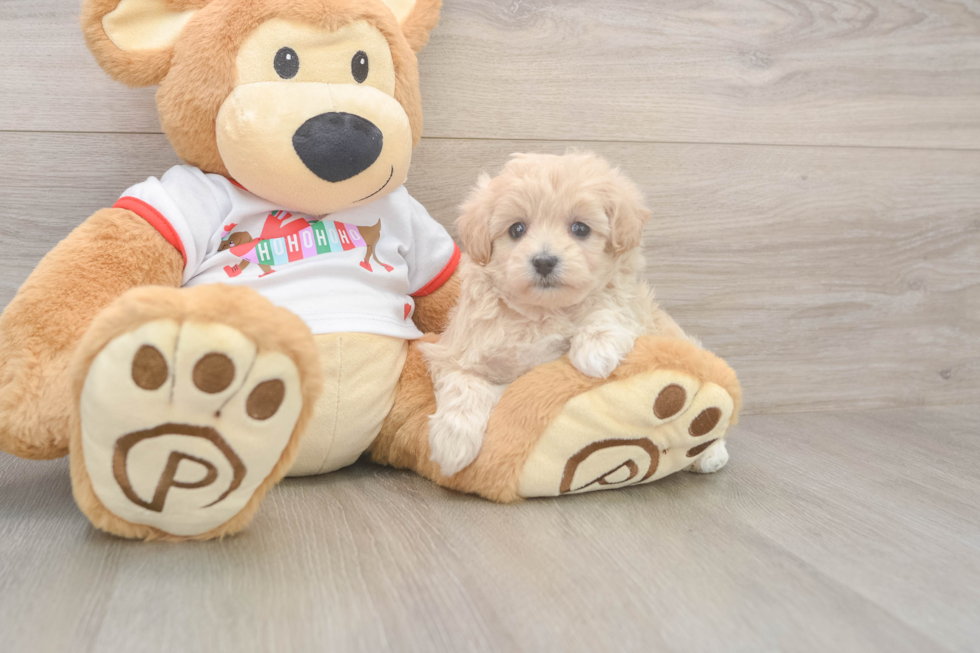 Maltipoo Pup Being Cute