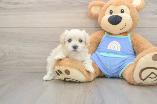 Popular Maltipoo Poodle Mix Pup