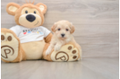 Energetic Moodle Poodle Mix Puppy