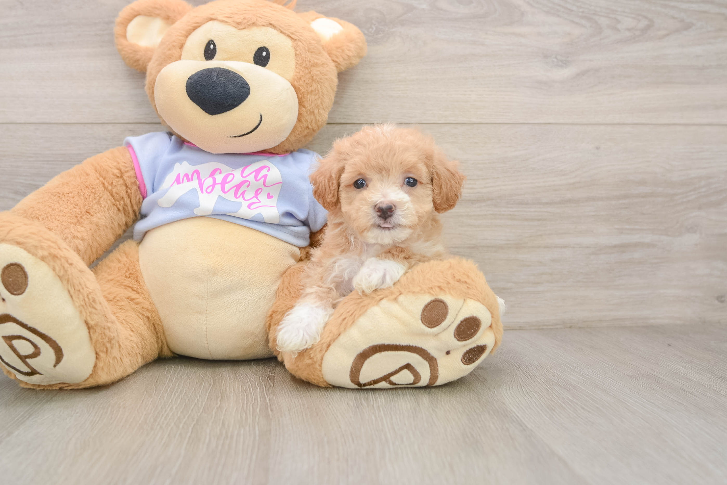 Petite Maltipoo Poodle Mix Pup