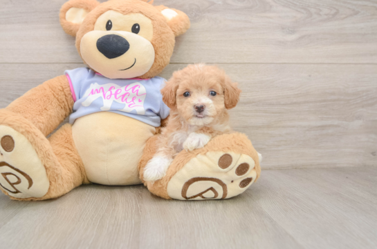 CANNOLI, a Maltipoo littermate