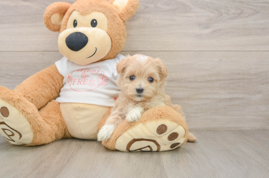 CANNOLI, a Maltipoo littermate